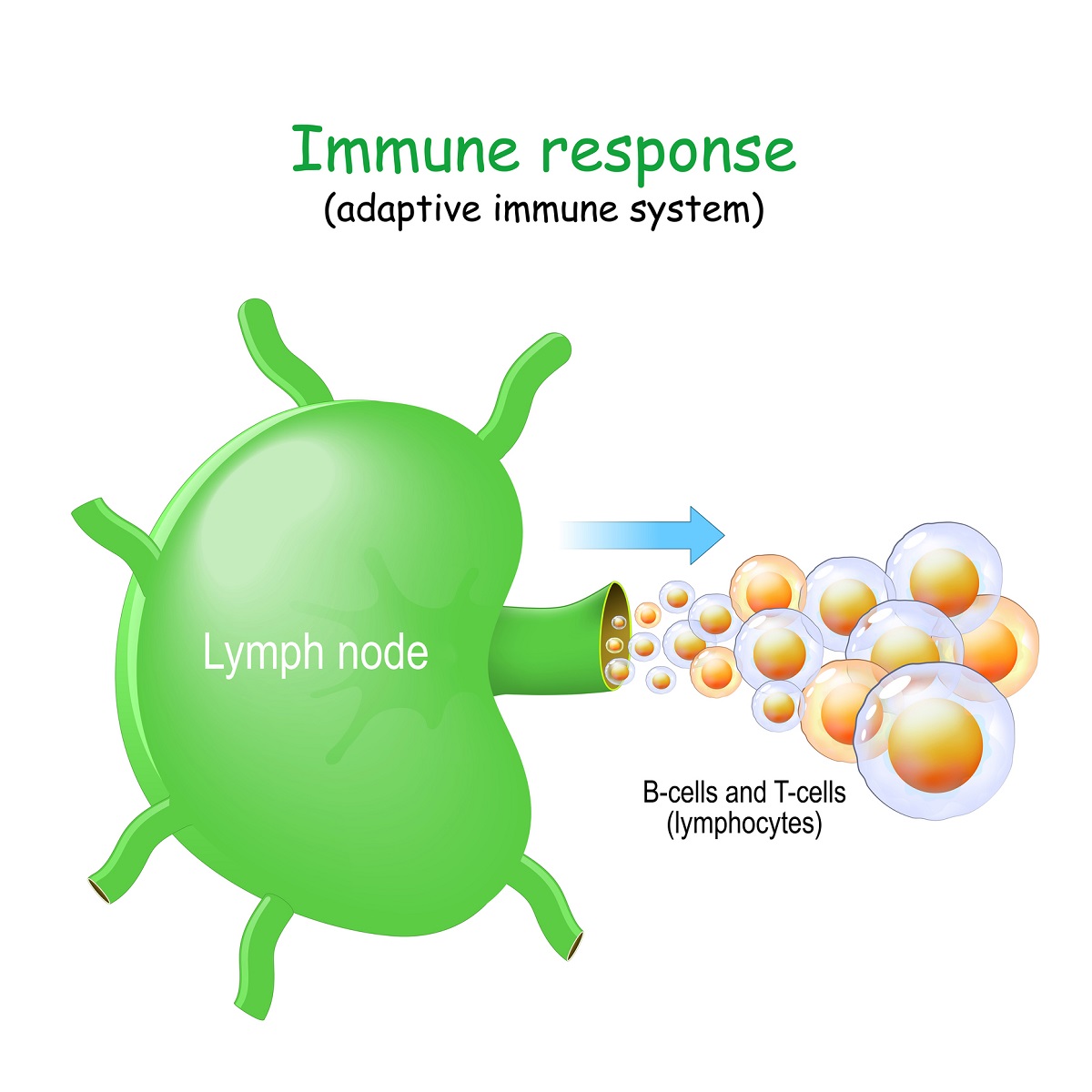 Lymfatická uzlina a jej filtračná a imunitná funkcia